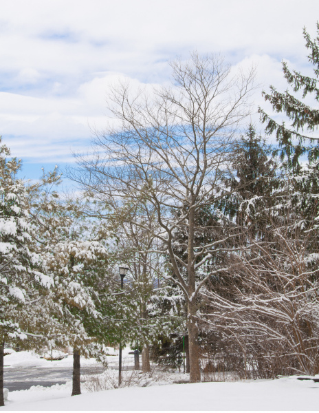 WinterTrees