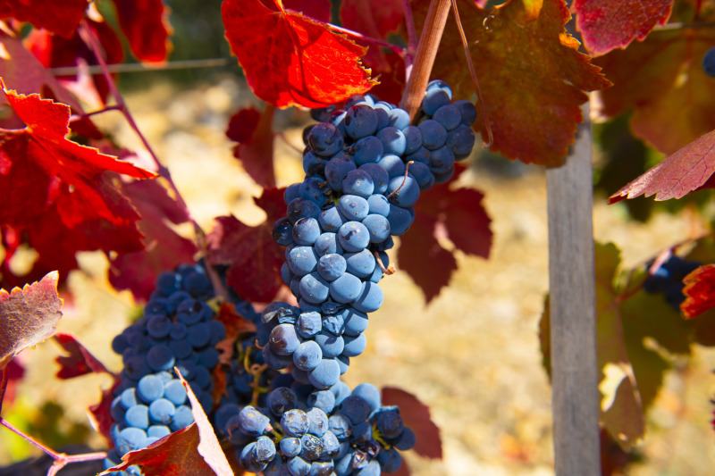 GrapeVine