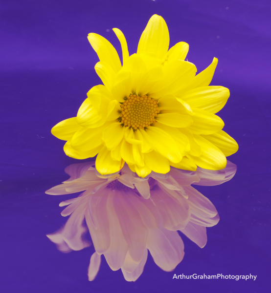 PurpleFlower0707