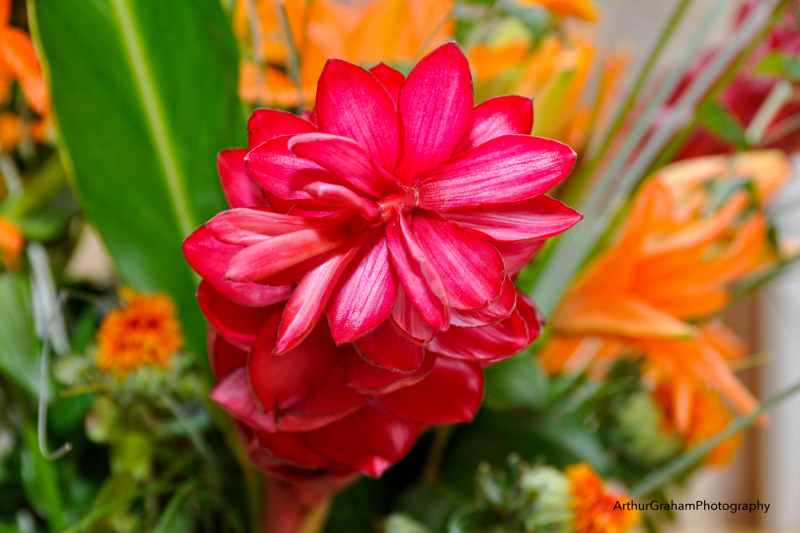 SpringFlower